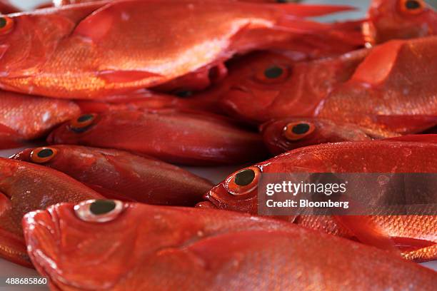 Freshly caught alfonsino fish sit while waiting to be sorted by size at Inatori fishing port in Higashiizu Town, Shizuoka Prefecture, Japan, on...