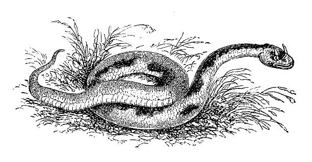 antique illustration of horned viper (cerastes) - black and white snake stock illustrations