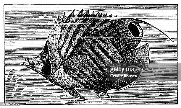 Threadfinbutterfly Fish 283 Threadfin Fish Stock Photos, High-Res Pictures, and Images - Getty ...