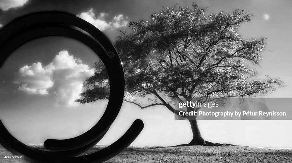 Lonely tree