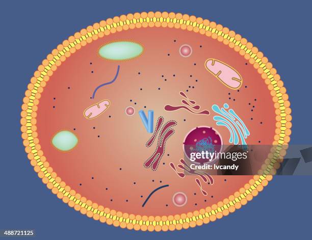 illustrations, cliparts, dessins animés et icônes de structure de la cellule - tissu humain