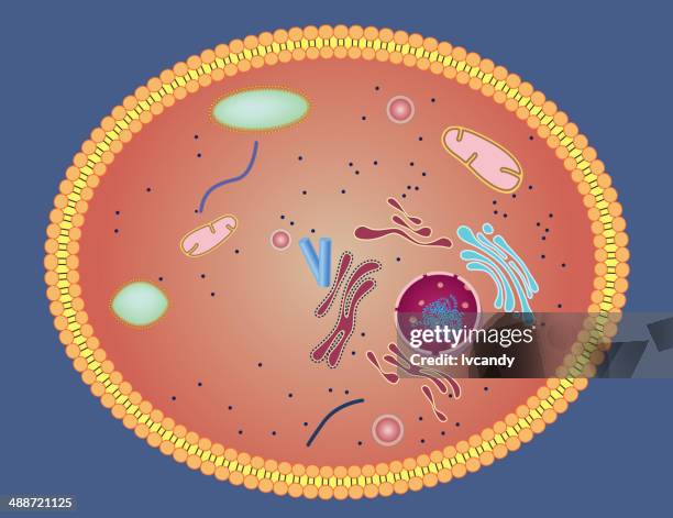 stockillustraties, clipart, cartoons en iconen met cell structure - nucleolus