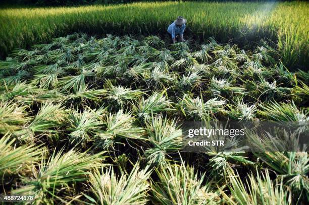 This picture taken on September 16, 2015 shows a farmer working in her paddy fields in Chongqing. Agriculture is a vital industry in China, employing...