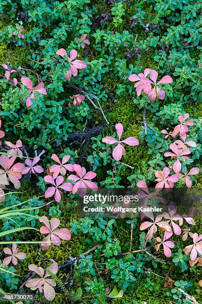 Scene with the forest floor with Bunchberries in early fall at Brooks Falls in Katmai National Park and Preserve, Alaska, USA.