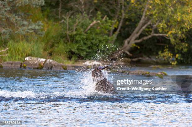 Brown bear is shaking off water after catching a salmon at Brooks Lake in Katmai National Park and Preserve, Alaska, USA.