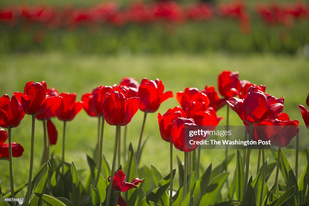 Tulips in Bloom