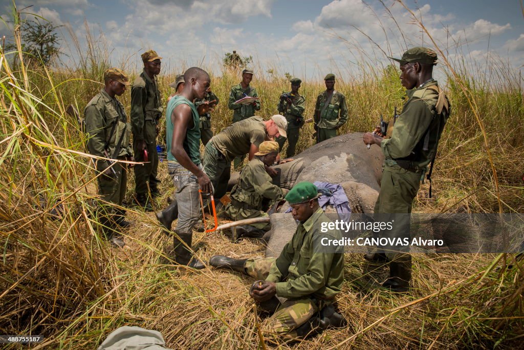 Protection of Elephants In Garamba Park