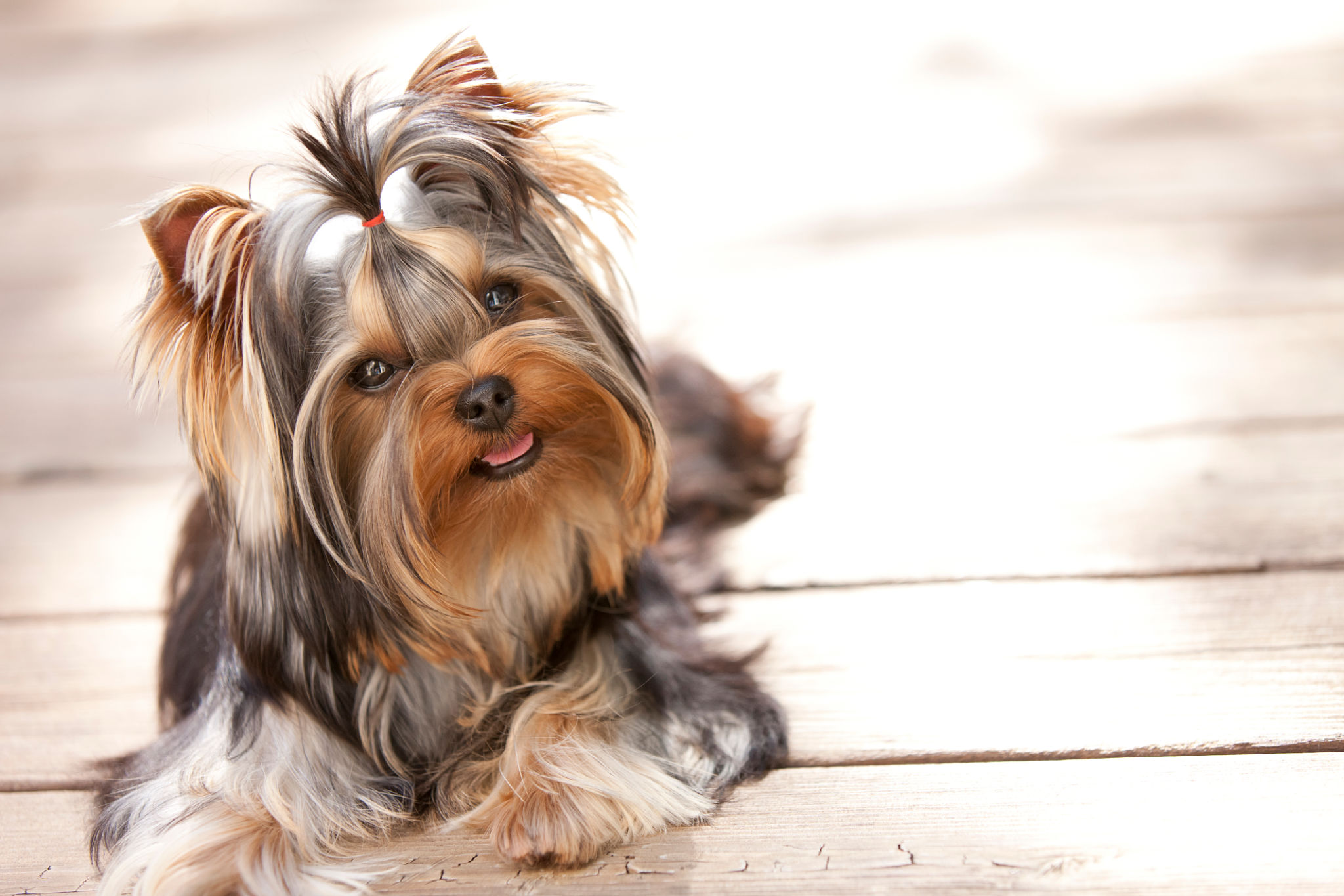 Yorkshire Terrier Relaxing and Lying on the Deck Yorkshire Terrier Relaxing and Lying on the Deck