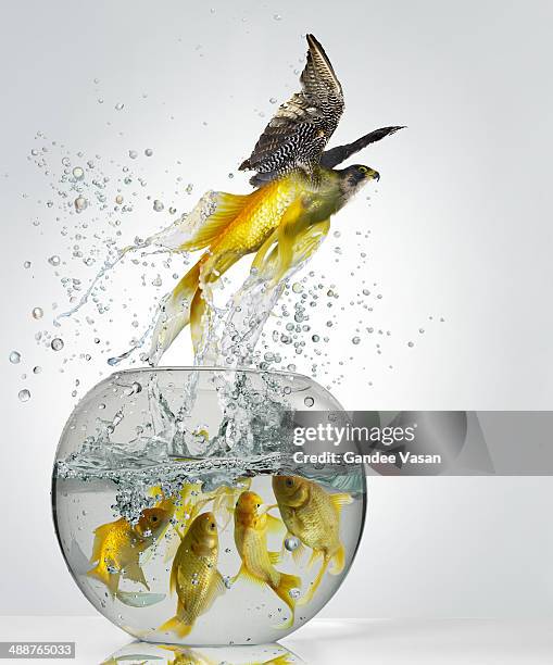 goldfish falcon - break through concept stock pictures, royalty-free photos & images