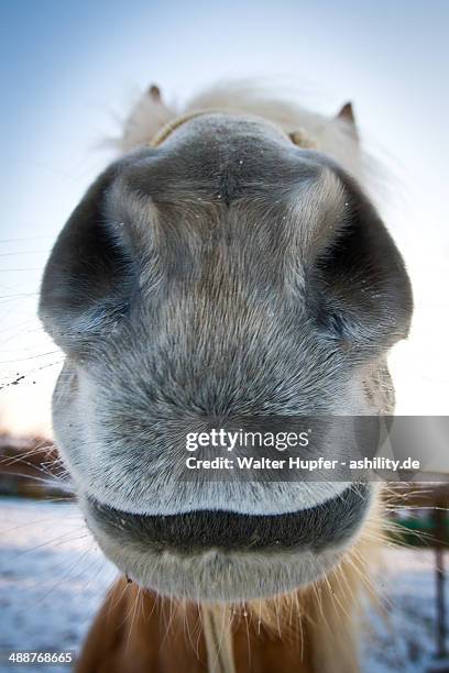 wanna kiss? - animal nose stock pictures, royalty-free photos & images