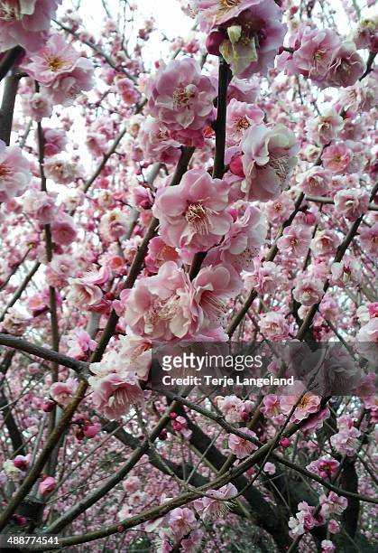 plum blossoms, tokyo - kinuta park stockfoto's en -beelden