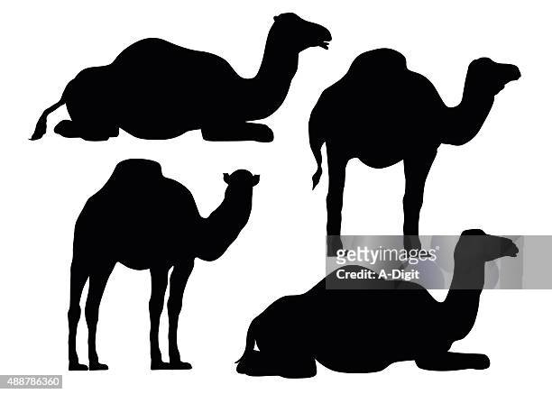bildbanksillustrationer, clip art samt tecknat material och ikoner med camel behavior - dromedary camel