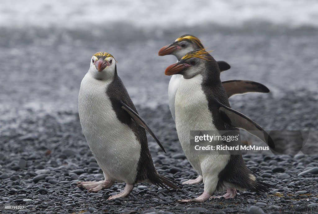 Three Royal Penguins walking on beach