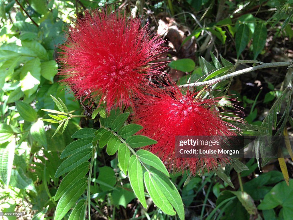 Callindra Red Calliandra Flowers Photo - Getty Images