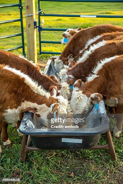 hereford calves eating corn from feed bunk - cows eating stock pictures, royalty-free photos & images
