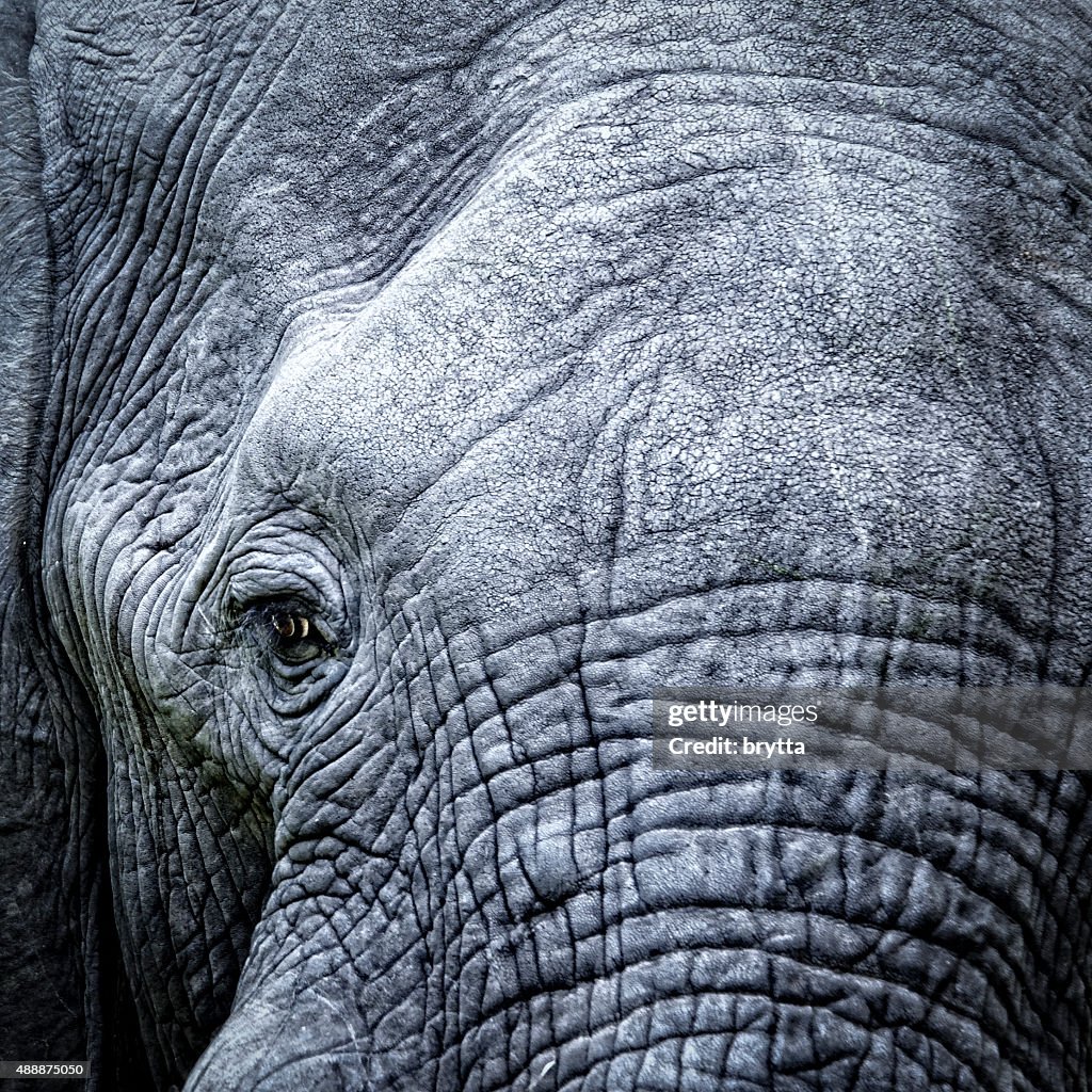 Elefante's eye close-up