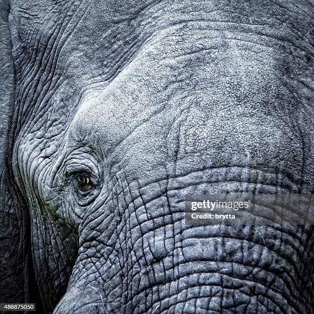 elefante's eye close-up - elephant head fotografías e imágenes de stock