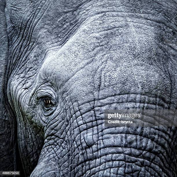elephant's eye close-up - olifant stockfoto's en -beelden
