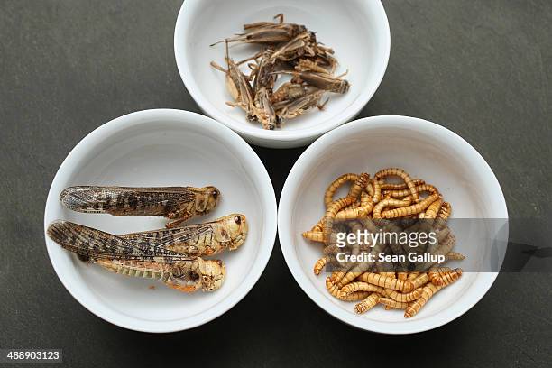 In this photo illustration dried grasshoppers, mealworms and crickets seasoned with spices and bought at a store selling insects for human...