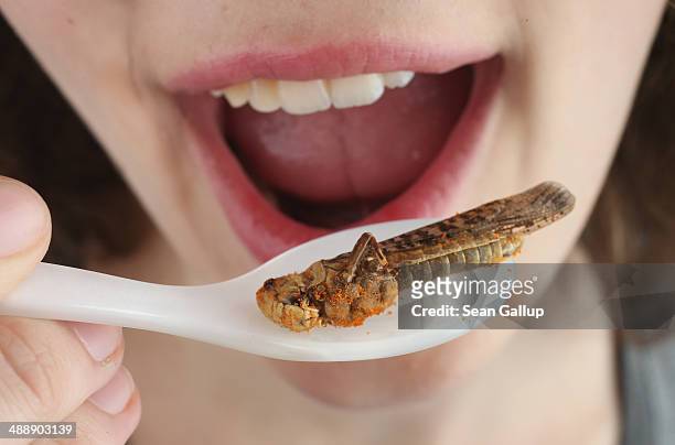 In this photo illustration a young girl pretends to eat a locust seasoned with chili and bouhgt at a store selling insects for human consumption on...