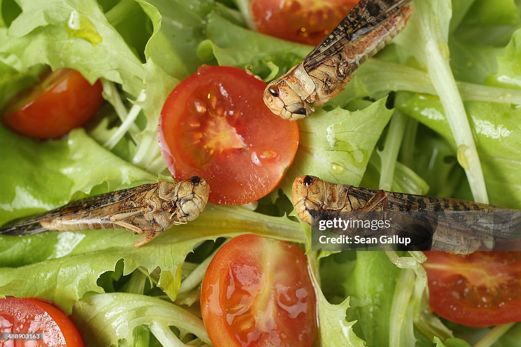 Insects: Our Food Of The Future?