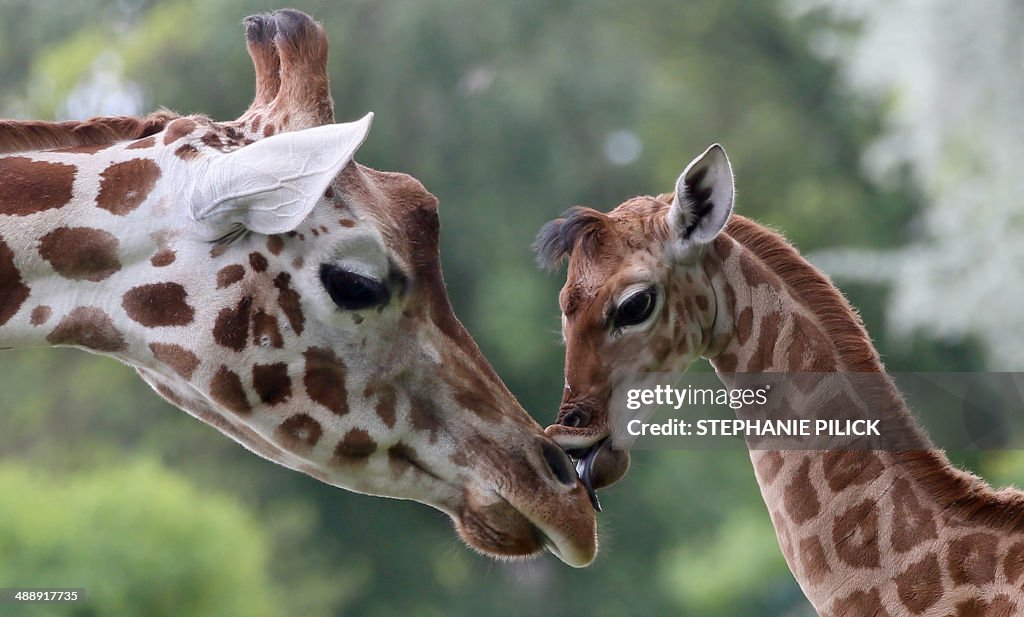 GERMANY-ANIMALS