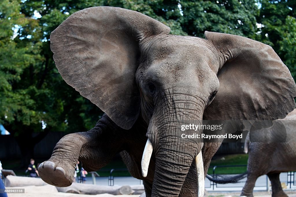 Animals At Milwaukee County Zoo