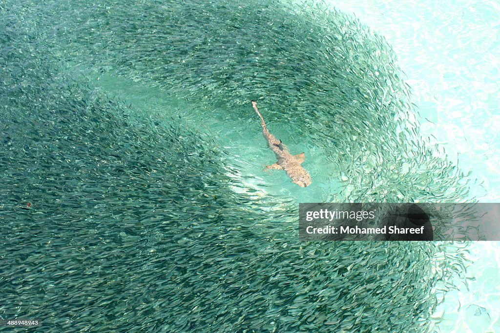 Feeding frenzy