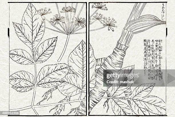 medizinische plant, 19. jahrhundert japanische botanischen illustrationen - makro stock-grafiken, -clipart, -cartoons und -symbole