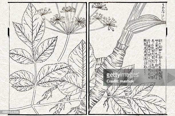 ilustrações de stock, clip art, desenhos animados e ícones de plantas medicinais, japonês ilustração floral do século 19 - conjugation biological process