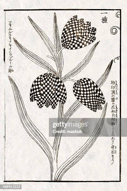 japanese botanical illustration, 19 century - botanical garden stock illustrations