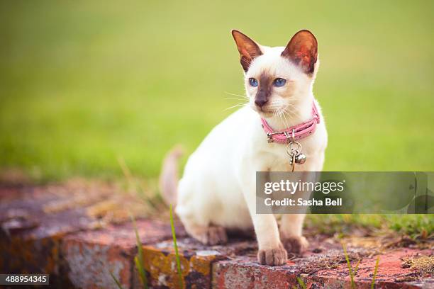 siamese chocolate point kitten - siamese cat stock pictures, royalty-free photos & images