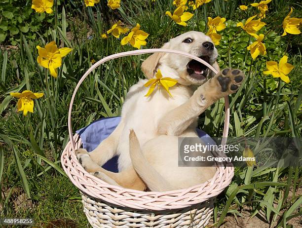 labrador retriever puppy in an easter basket - hatboro fotografías e imágenes de stock