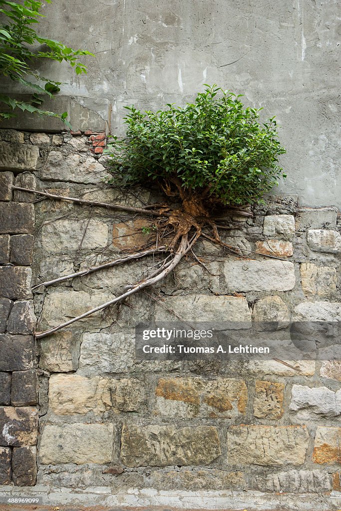 Bush with long and strong roots growing at a wall