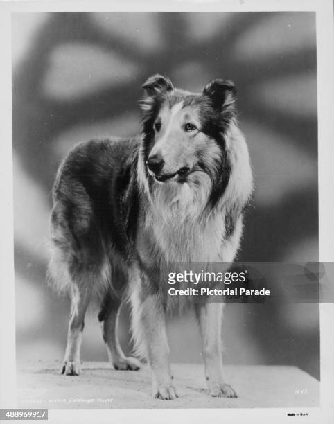 Portrait of famous female collie dog 'Lassie', circa 1955-1970.