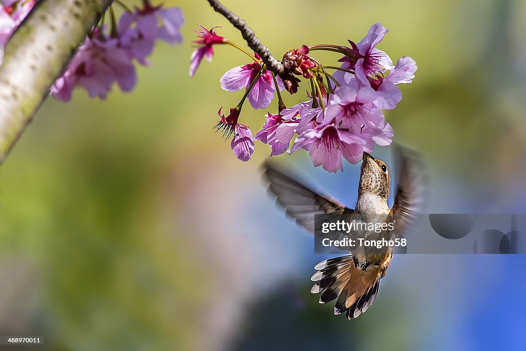 Allen's Hummingbird On Cherry Blossoms