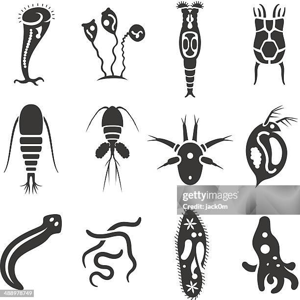 pond micro organisms - heterotroph - turbellaria stock illustrations