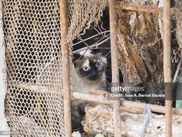 cat hiding behind a fence with a wire pierced - zaun mit loch stock-fotos und bilder
