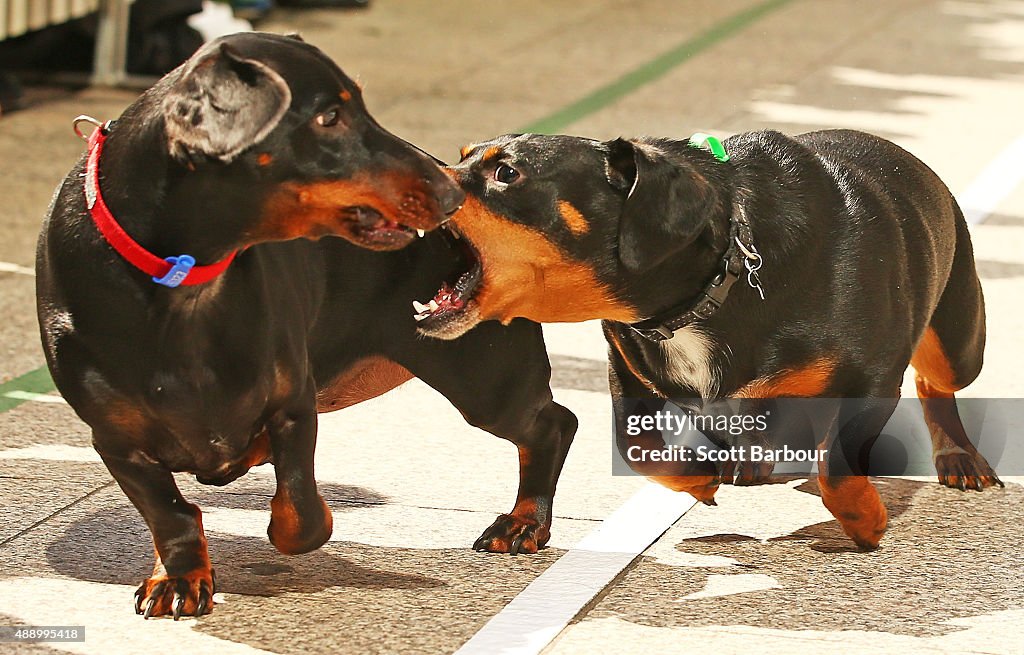 Dachshund Racing In Melbourne To Celebrate Oktoberfest