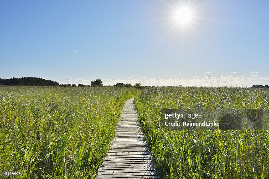 Wooden Planks Path through Reed