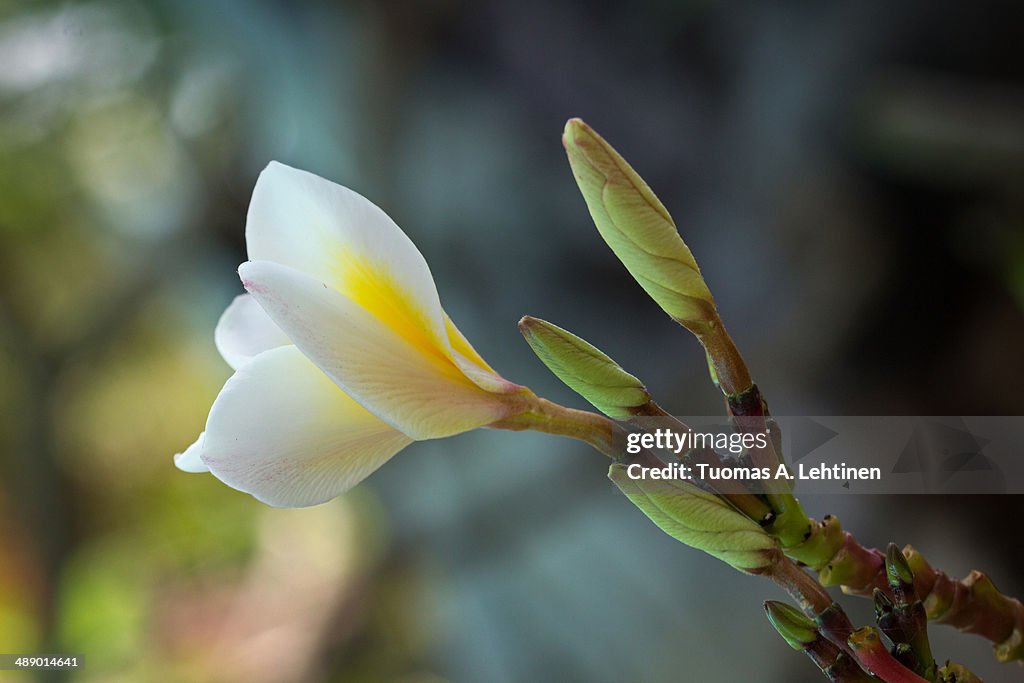 Closeup and side view of a single white plumeria