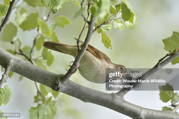 singinmg nightingale - nightingale fotografías e imágenes de stock