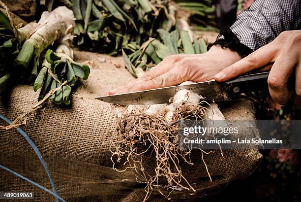 eating 'calçots', a catalan tradition. - calçots stockfoto's en -beelden