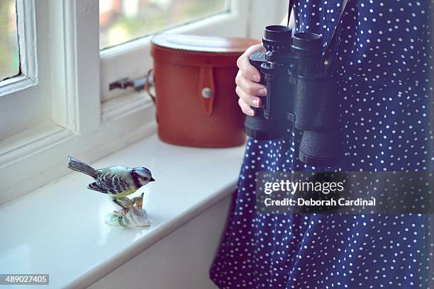 bird watcher - blue cardinal bird stock-fotos und bilder