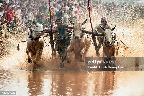 Cow Racing Thumbnail Cow Racing Vietnam Photos and Premium High Res Pictures - Getty Images