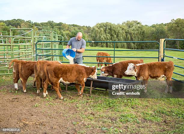 homme alimentation des veaux de maïs à hereford - rancher photos et images de collection