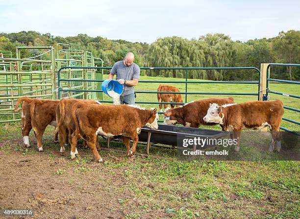 man feeding corn to hereford calves - hereford stock pictures, royalty-free photos & images