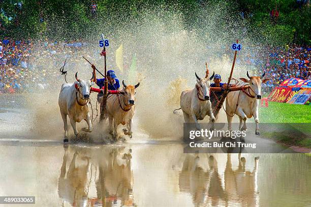 Cow Racing Thumbnail 96 Cow Racing Vietnam Stock Photos, High-Res Pictures, and Images ...