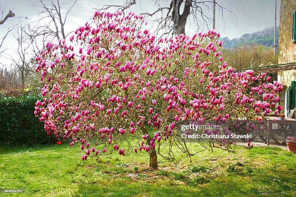 Arbor Day