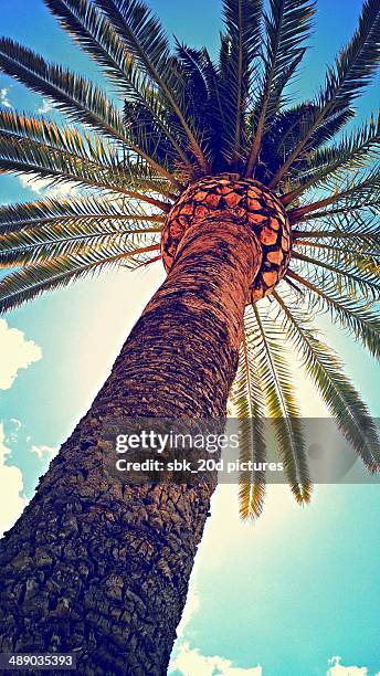 arbor day - corteza stockfoto's en -beelden